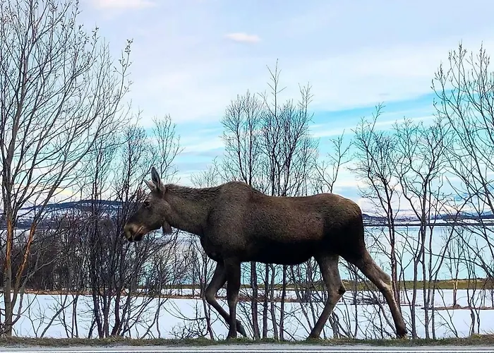 & Luxurious New With Private Patio Tromsø