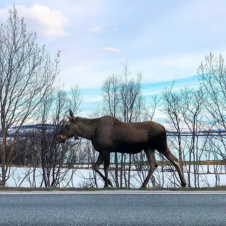 & Luxurious New With Private Patio Tromsø